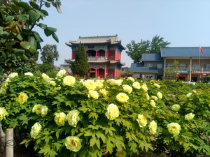 菏泽游记图文-从菏泽到洛阳看牡丹