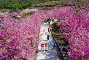 顺昌游记图文-清新福建｜南平顺昌：“樱”为有你，漫天欢喜