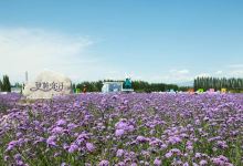 伊帕尔汗(红旗路薰衣草专卖店)购物图片