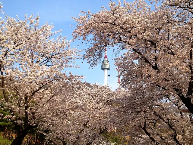 서울 벚꽃명소 남산